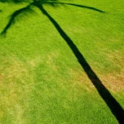 BS Mediterranean Lawn Seed