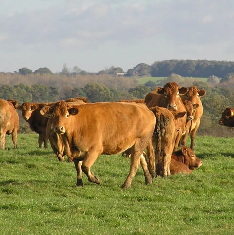 BS MeadowMax - Old Fashioned, 5+ Yrs Ley Mixture