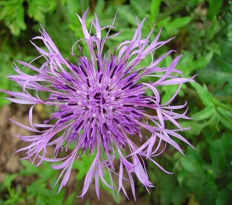 Knapweed, Greater (Centaurea Scabiosa) Seeds - Image 2