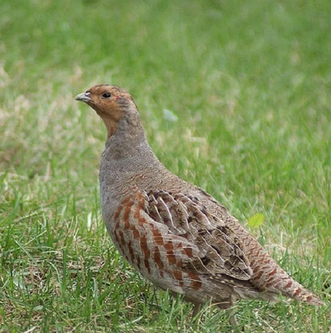 CSS10/GP Wild Bird Food Seed Mixture - Grey Partridge (1 Or 2 Year) AB9 - Image 3