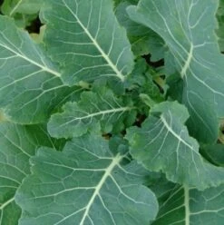 Gruner Angeliter Kale Seed