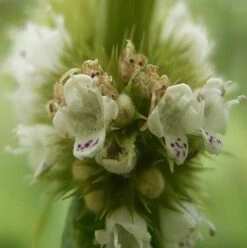 Gypsywort (Lycopus Europaeus) Seeds