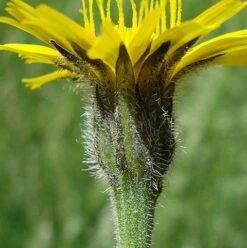 Hawkbit, Rough (Leontodon Hispidus) Plant