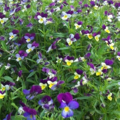 Pansy, Wild (Viola Tricolor) Plants