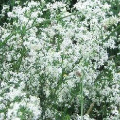 Bedstraw, Hedge (Galium Mollugo) Plant