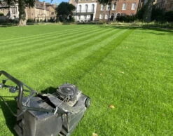 BS Quality Hard Wearing Lawn Seed