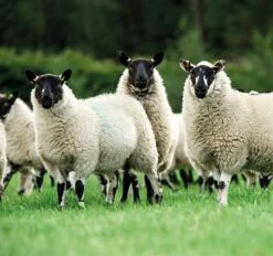 Aber High Sugar Grass - Intensive Grazing Ley (With White Clover)