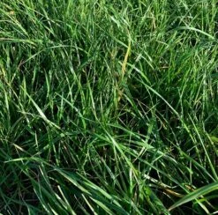 BS Italian Ryegrass Seed Blend - 1-2 Yrs Ley Mixture
