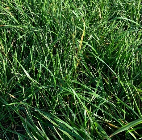BS Italian Ryegrass Seed Blend - 1-2 Yrs Ley Mixture