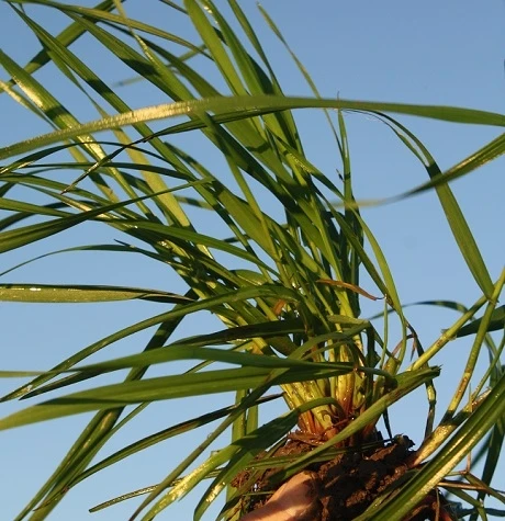 BS Italian Ryegrass Seed Blend - 1-2 Yrs Ley Mixture - Image 2