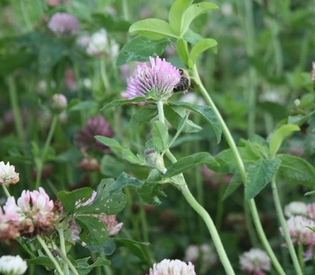 Red Clover Seed (Trifolium Pratense) - Image 5