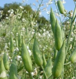 Oil Radish Seed (Raphanus Sativus)