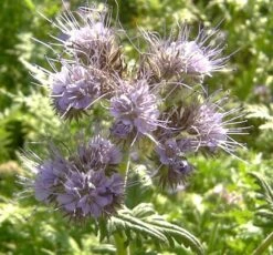 Phacelia Seed (Phacelia Tanacetifolia)
