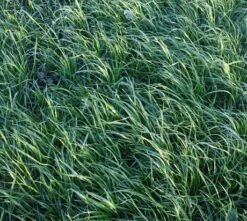 Forage Rye Seed (Secale Cereale)