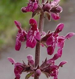 Woundwort, Hedge (Stachys Sylvatica) Plant