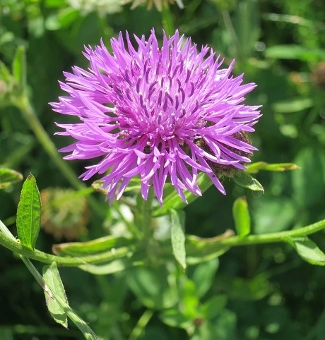 Knapweed, Common (Centaurea Nigra) Seeds - Image 2