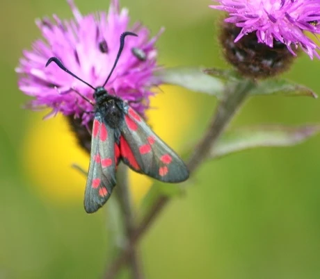 Knapweed, Common (Centaurea Nigra) Seeds - Image 3