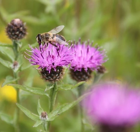 Knapweed, Common (Centaurea Nigra) Seeds