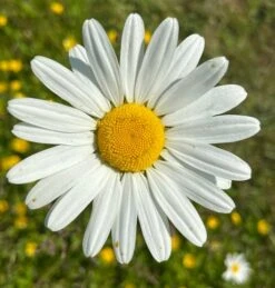 Daisy, Ox-eye (Leucanthemum Vulgare) Plant