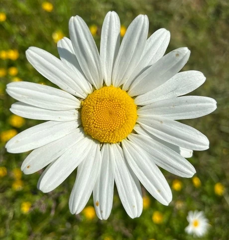 Daisy, Ox-eye (Leucanthemum Vulgare) Plant