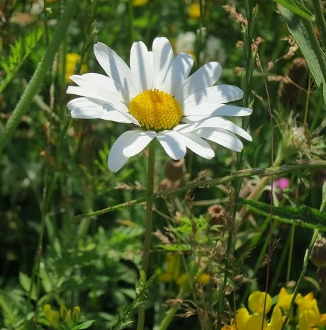 Daisy, Ox-eye (Leucanthemum Vulgare) Plant - Image 3