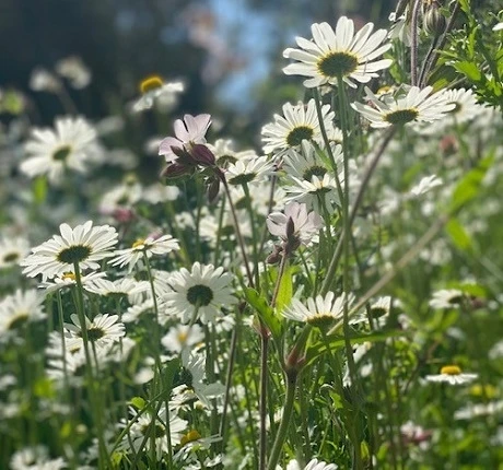 Daisy, Ox-eye (Leucanthemum Vulgare) Plant - Image 5