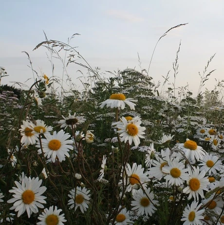 Daisy, Ox-eye (Leucanthemum Vulgare) Plant - Image 6