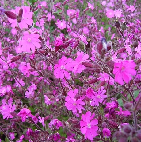 Campion, Red (Silene Dioica) Seeds