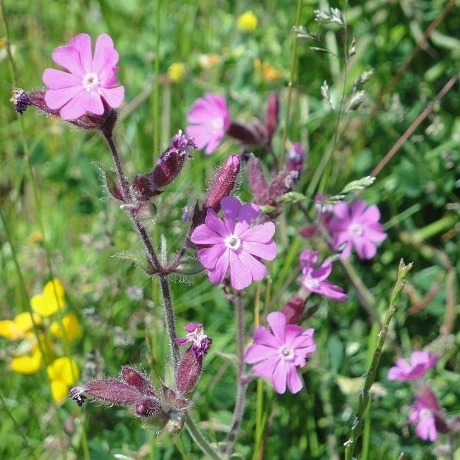 Campion, Red (Silene Dioica) Seeds - Image 3