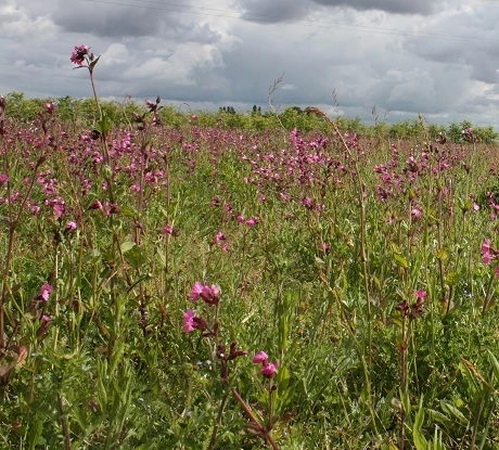 Campion, Red (Silene Dioica) Seeds - Image 4