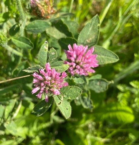 Red Clover Seed (Trifolium Pratense) - Image 4