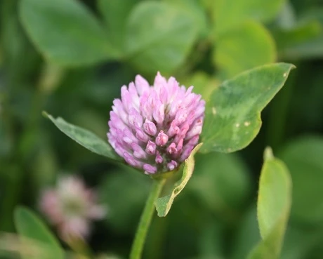Red Clover Seed (Trifolium Pratense) - Image 2