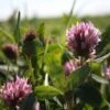Clover, Wild Red (Trifolium Pratense) Plant