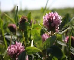 Clover, Wild Red (Trifolium Pratense) Plant