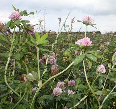 Red Clover Seed (Trifolium Pratense) - Image 6