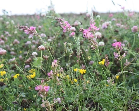 Sainfoin (Agricultural) (Onobrychis Vicifolia) - Image 2