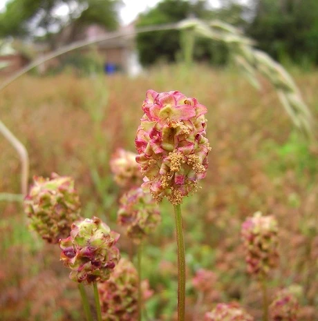 Burnet, Salad (Sanguisorba Minor) Plant - Image 2