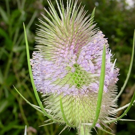 Teasel (Dipsacus Fullonum) Plant - Image 2