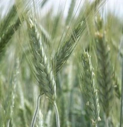 Spring Triticale Seed