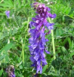 Vetch, Tufted (Vicia Cracca) Plant