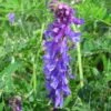 Vetch, Tufted (Vicia Cracca) Seeds
