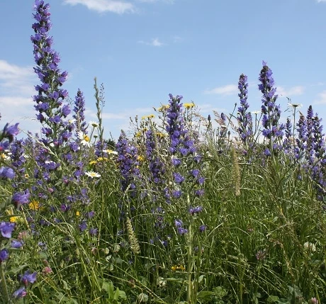 Viper's Bugloss (Echium Vulgare) Seeds - Image 2