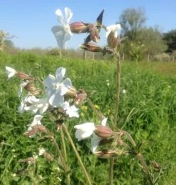 Campion, White (Silene Alba) Plant