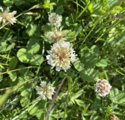 White Clover Seed (Trifolium Repens)