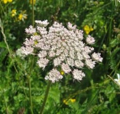 Carrot, Wild (Daucus Carota) Seeds