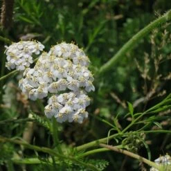 Yarrow (Achillea Millefolium) Seeds