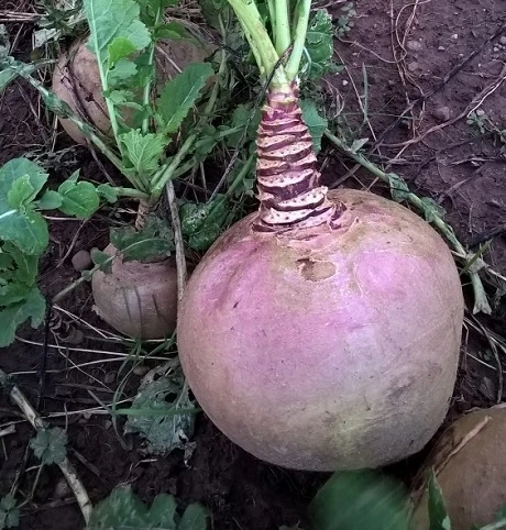 Kenmore Swede - Image 2