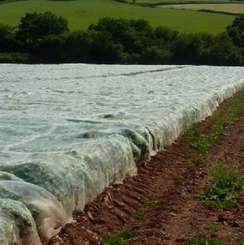 Kenmore Swede - Image 3