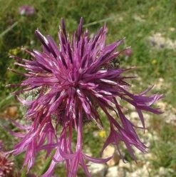 Knapweed, Greater (Centaurea Scabiosa) Seeds