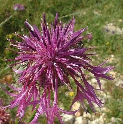 Knapweed, Greater (Centaurea Scabiosa) Seeds